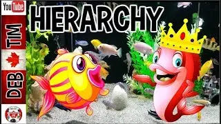 HIERARCHY WITHIN AN AFRICAN CICHLID AQUARIUM