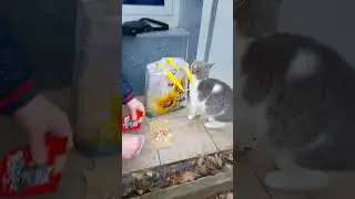 She's Already Sorting the Food 🔥 #cat
