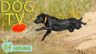 DOG TV: Video Anti-Anxiety Dogs with Soothing Music for Dogs When Home Alone All-Day - Music for Dog