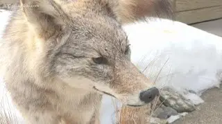 Here's how to protect your pets from coyotes during peak breeding season