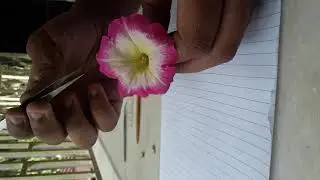 How to cut the L.S. and T.S. of petunia flower??