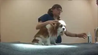 Dogwood Veterinary Hospital & Pet Resort, Chapel Hill NC, 27517 Ear Cleaning