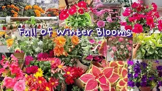 Winter Flowers Blooming In My Balcony Garden |  Easy Care Tips & Fertilizers for More Blooming#tour 