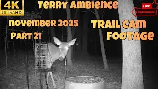4k Trail Camera Footage November 2025 Part 21