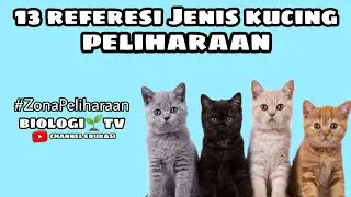 Jenis jenis kucing peliharaan | rekomendasi kucing peliharaan dan harganya