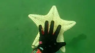 Diving at Blue Heron Bridge, Riviera Beach, FL, Video 01