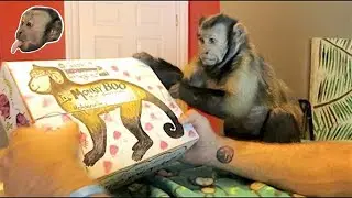 Monkey Birthday AWESOME FAN MAIL!