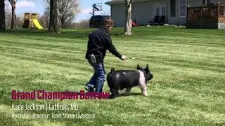 Grand Champion Barrow - Kade Jackson - The American Virtual Hog Show
