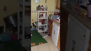 Inside Gypsy Rose's House.. tiktok  @killertikt0k