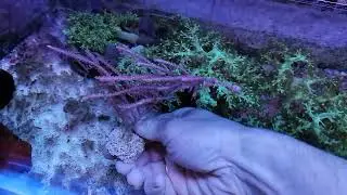Gorgonia fotosintetica coral gandalf