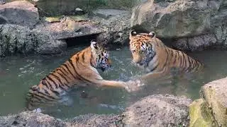 World Tiger Day