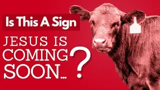 Are Red Heifers A SIGN Jesus Is Coming Soon?