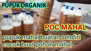 Pupuk fermentasi telor