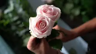 Sweet Avalanche Roses - Subscription Flowers by Arena Flowers