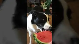 My Dog eats watermelon 🍉