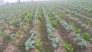 Inter-Cropping Cauliflower and Spinach #subscribe
