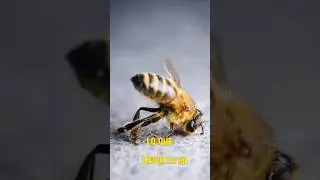 &iquest;Por qu&eacute; mueren las abejas al picar?