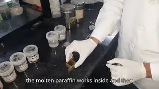 Manual Tissue Processing (Histopathology)