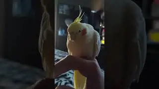 beat #enojado #bird #cute #animal #pet #mascotas #bloodymaryeditaudio