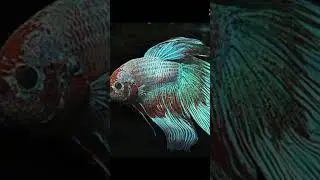 Beta fish edit Yes im a fishkepper now