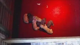 An hour in the life of  new born Sprockers