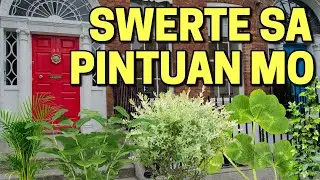 10 Halaman na Swerte sa Pintuan Mo! (PART 2) Magugulat ka sa resulta nito!!!