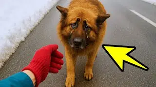 Dog Abandoned on Road Runs After Man, Begging to Be Rescued. Everyone Wept When...