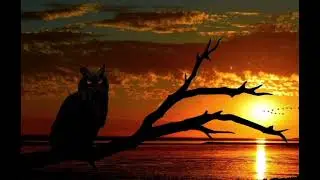 Tawny Owl Sound at Night | Owl Call in Forest | Relaxing Nature Sound 