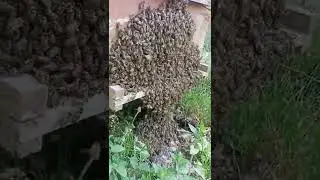 Honey Bee Swarm