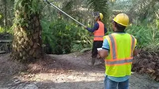 Lomba safety harvesting video acara zero harm wek 2020
