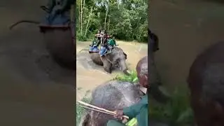 Scary Elephant 🐘 ride in Sauraha, Chitwan National Park 🙀 #elephant #shorts