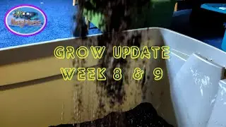 Grow Update Week 8 and 9