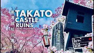 Walking around TAKATO CASTLE RUINS a week after the Full-bloom of Cherry Blossoms | CINEMATIC