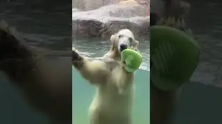 Сегодня выступает Уми-кун.Umi-kun is performing today. #белыймедведь #zoo #polarbear #animals