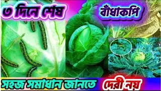 বাঁধাকপির সবচেয়ে ভয়ঙ্কর পোকা | Diamondback Moth (DBM) / Black Diamond Moth | পোকা দমনের সেরা কীটনাশক