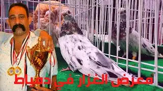 تصوير  حمام الغزار  من معرض دمياط اقوى مستويات الحمام تشوفها على اليوتيوب