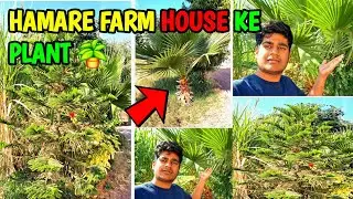 Hamare Farm House ke Plant 🪴 