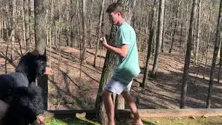 How to Prevent Bear Attacks