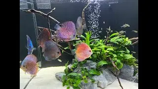 My 75 Gallon All In One Discus Tank 1 Year Update | 4K