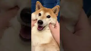 squishy dog sleigh ride.