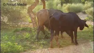 Buffaloes Mating in field | Tharparkar | Niraali Media