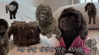 [내 이름은 임촠호] 4분 동안 개껌먹는 ASMR... 근데 이제 물방울을 곁들인...