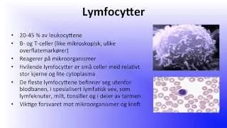 Blodet: Hvite blodceller
