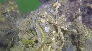 Common spider crab (Macropodia rostrata) - Bergsediepsluis (Netherlands) 22-6-2022
