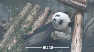 251117 타이페이 시립동물원 위안자이 (Yuan Zai at Taipei Zoo)