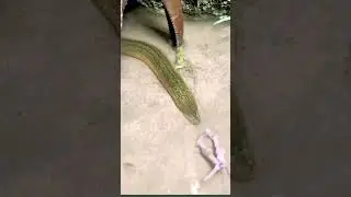 Technique⚒️to catch🪝an 'Eel' fish using earthworm🪱or small fishes🐟or a piece of meat🍗as bait#shorts