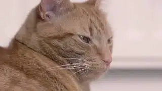 Dikira AI! Ternyata Kucing Kampung Asli Ini Bikin Netizen Salah Fokus 😱🐾