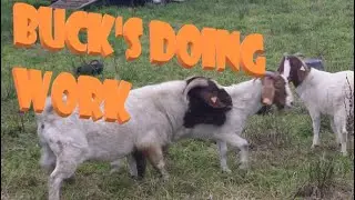 Boergoat Buck Put To Work