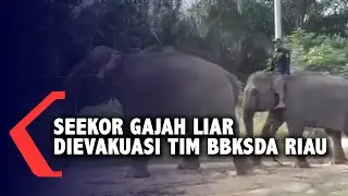 Seekor Gajah Liar Dievakuasi Tim BBKSDA Riau