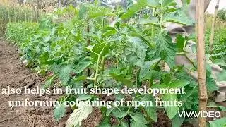 tomato: MKOMBOZI F1... important nutrients demand to every growth stage of tomato.